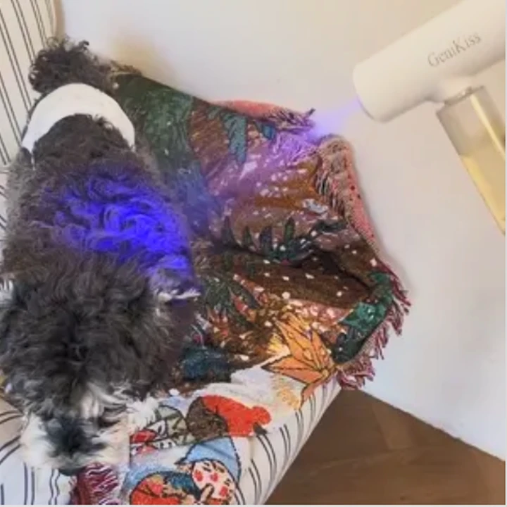 HappyPaw deodorizer misting a fabric chair beside a dog